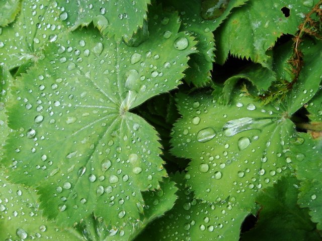 Alchemilla et gouttes
